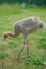 Yellow Red Yellow on 28th June 2013 Yellow Red Yellow on 28th June 2013